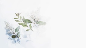 一张干花与干草搭配 适合化妆品行业的图片