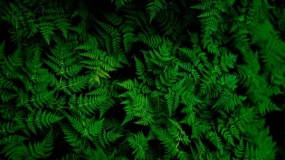 一张深色绿叶绿植的文艺图片