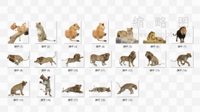 19张各种姿势的野外狮子高清PNG透明图片