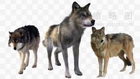 高清草原狼特写PNG免抠图片