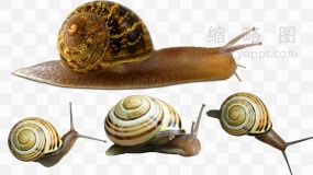高清大自然蜗牛免抠PNG图片