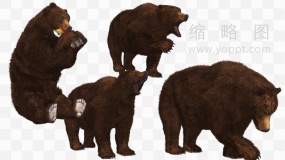 高清棕熊免抠PNG透明素材