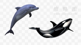 高清海洋海豚PNG免抠图片
