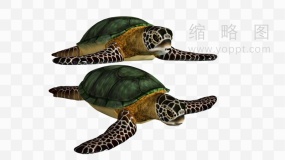 高清海龟神兽PNG免抠图片