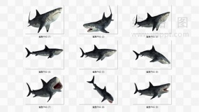 9张高清鲨鱼实景图免抠PNG透明图片