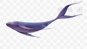 鲸鱼素材73 PNG文件