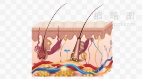 皮肤结构素材1 PNG透明图片