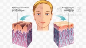 皮肤组织图片素材14 png文件