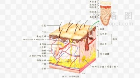 表皮图片素材17 PNG透明图片