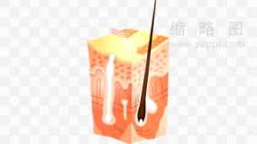 皮肤多层素材18 PNG