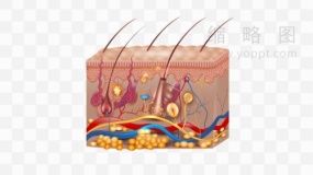 皮肤医学解剖图素材19 免抠图片
