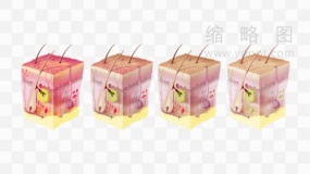 皮肤结构图讲解素材30 png文件