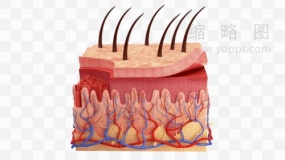 皮肤五层讲解素材33 PNG透明图片