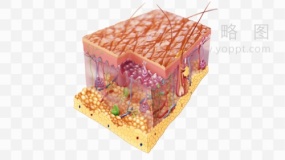 皮肤管理素材46 png文件