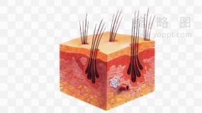 皮层素材51 免抠图片