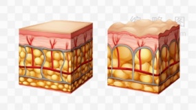 皮肤结构图素材62 png文件