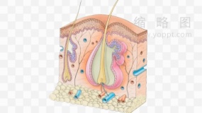 皮肤结构图讲解素材65 PNG透明图片