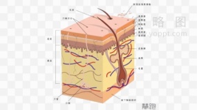 皮肤表层拆解素材66 PNG