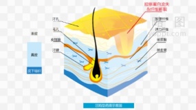 皮肤层级素材78 免抠