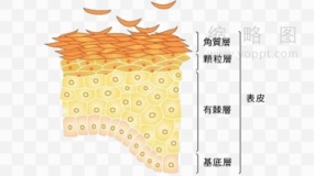 皮肤管理素材81 透明