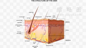 皮肤类型素材82 免抠png下载