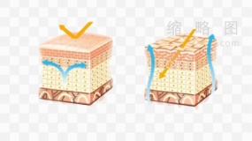 皮肤表层层次素材94 免抠