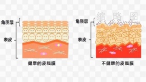 皮肤结构基础知识分层素材98 免抠png下载