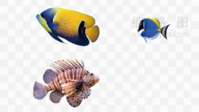 水彩鱼群素材13 png图片