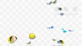 鱼群设计素材146 PNG