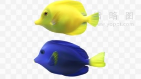 鱼群元素素材22 透明格式
