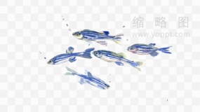 高清鱼群图片素材33 PNG透明图片