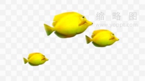鱼群花式游素材52 PNG免抠图