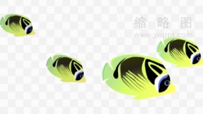 游动鱼群素材70 透明格式