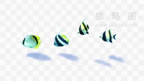 鱼群图片素材74 透明