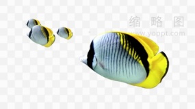 海洋鱼类素材77 png图片