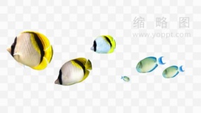 鱼群风暴素材81 PNG透明图片