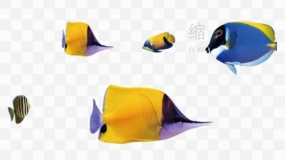 清新小鱼群素材90 透明