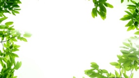 植物花边边框简单又漂亮PPT背景图片(23)