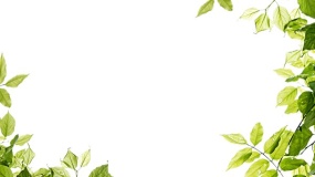 绿色植物边框PPT背景图片(7)