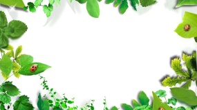 植物边框图片藤蔓PPT背景图片(95)