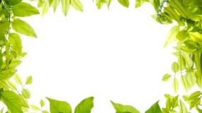 植物边框图片PPT背景图片(217)